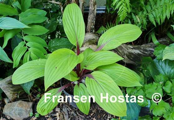 Hosta Considering Concordville